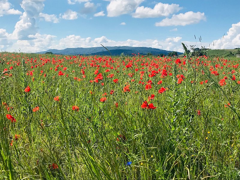 Der Weg zur Liebe